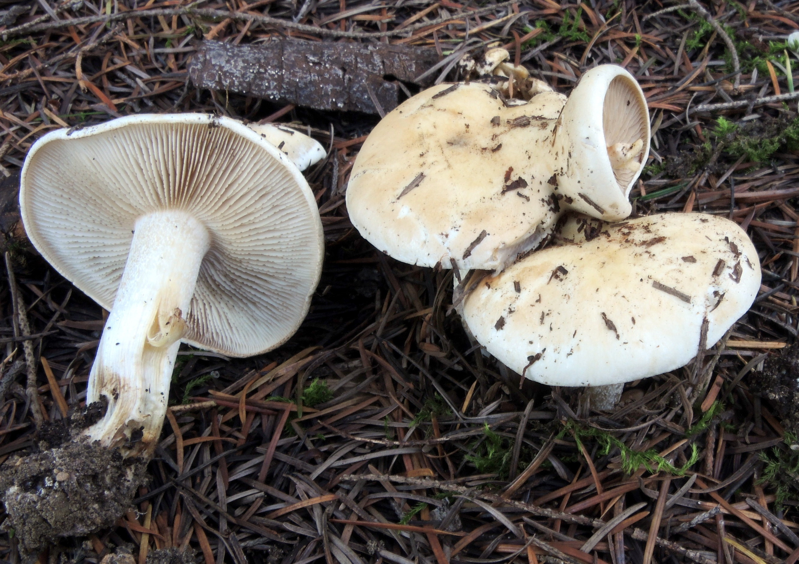 Hebeloma eburneum Malençon
