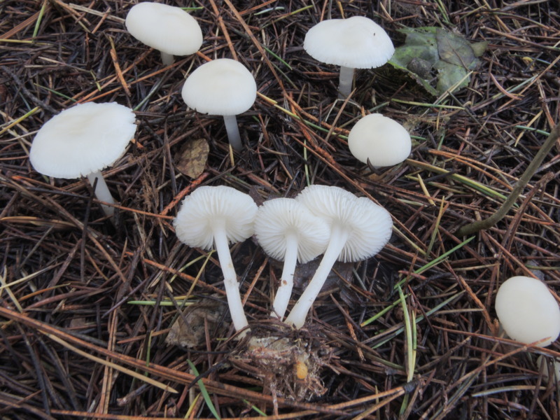 Mycena pura f.alba (Gillet) Kuhner