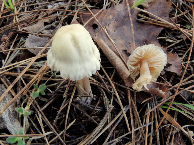 Mycena pura f.lutea (Gillet) Kuhner