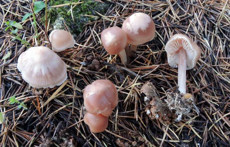 Mycena rosea (Schumach.) Gramberg