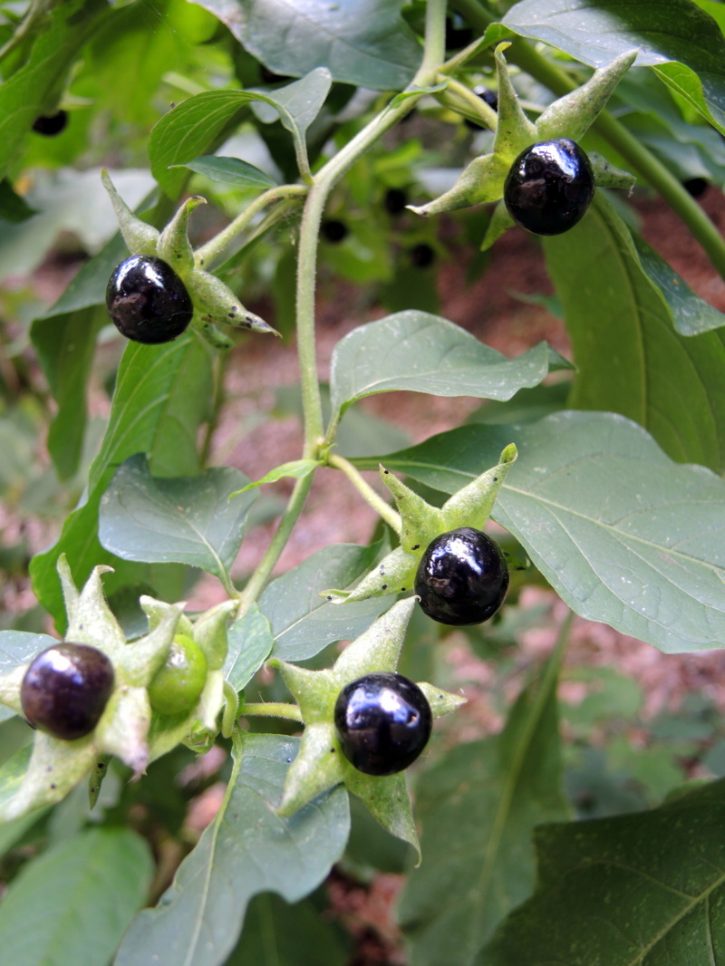 Atropa belladonna