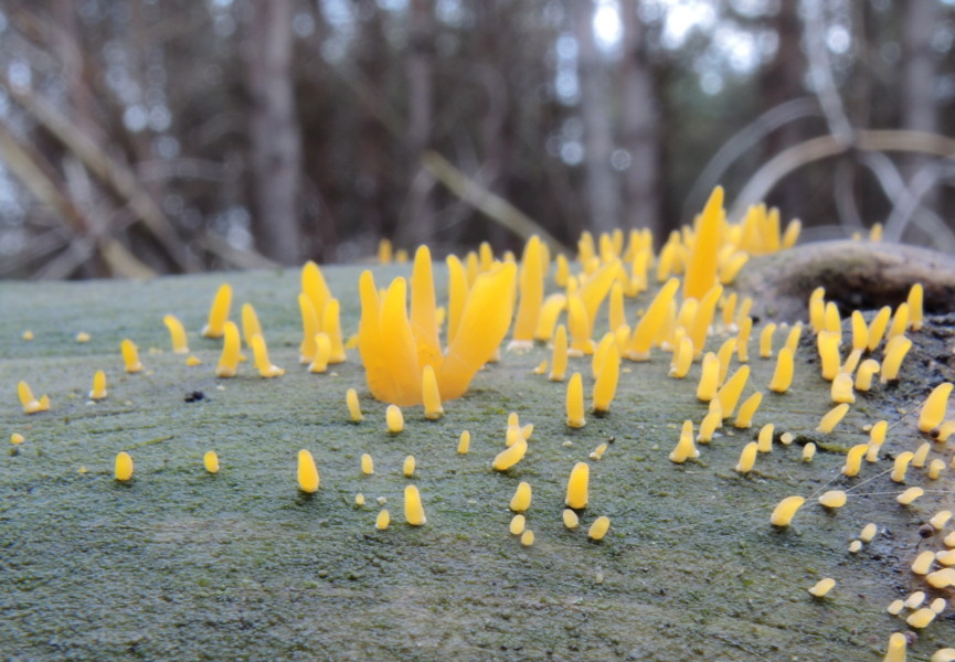 Calocera cornea (Batsch.: Fr.) Fr.