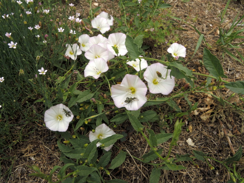 Convovulus arvensis L.
