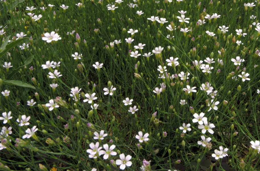 Linum catharticum