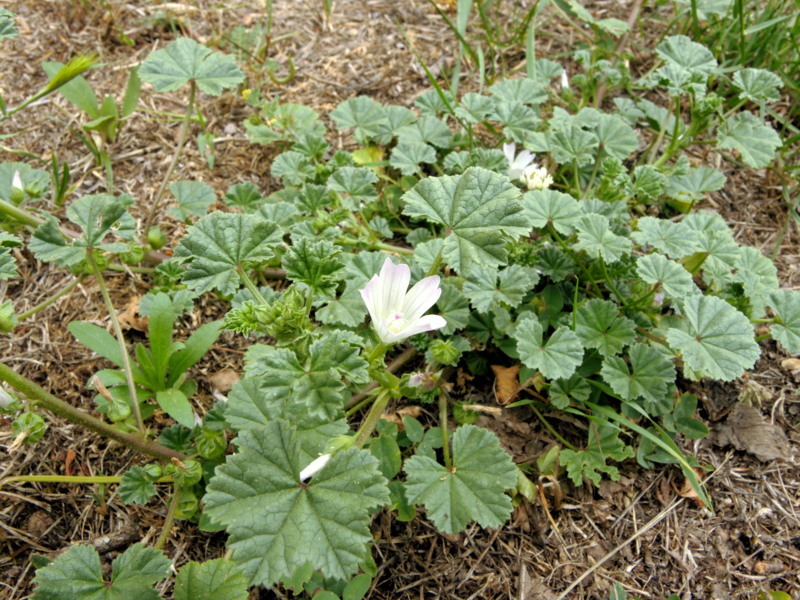 Malva neglecta Wallr