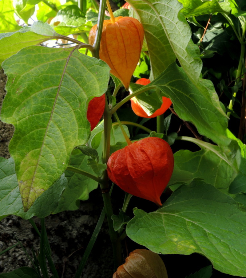 Physalis alkekengi