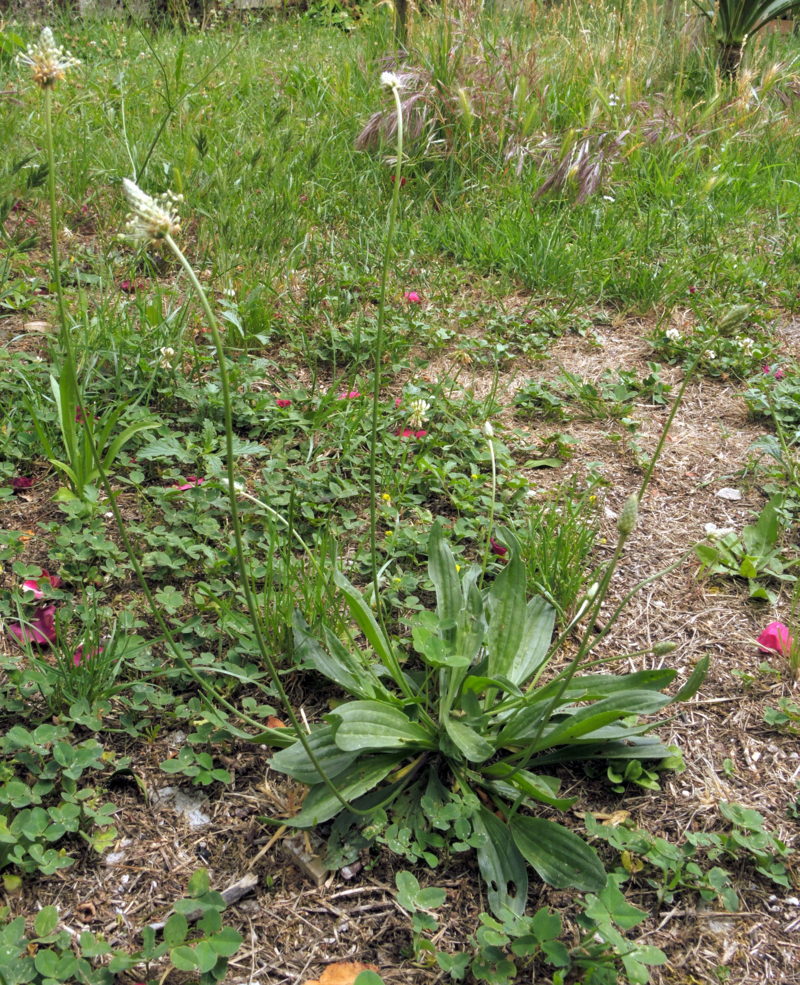 Plantago lanceolata