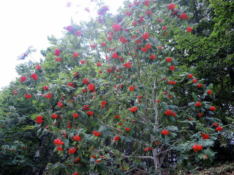 Sorbus aucuparia L. (Sorbo degli uccellatori)