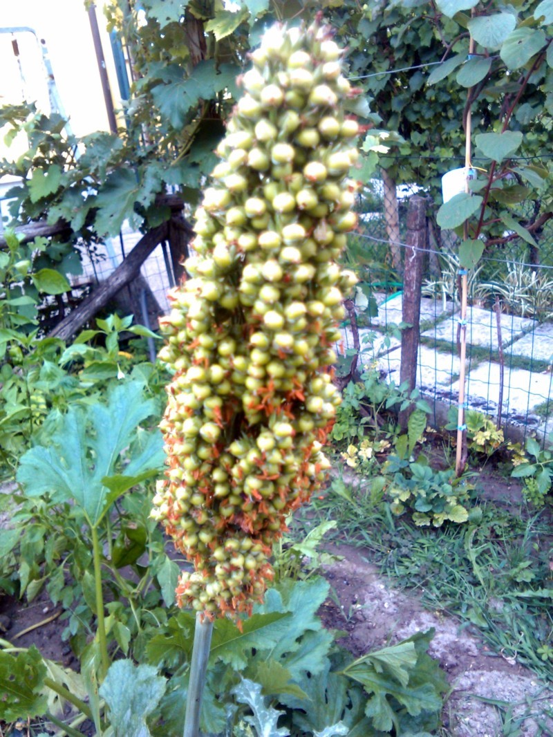 Sorghum vulgare Pers
