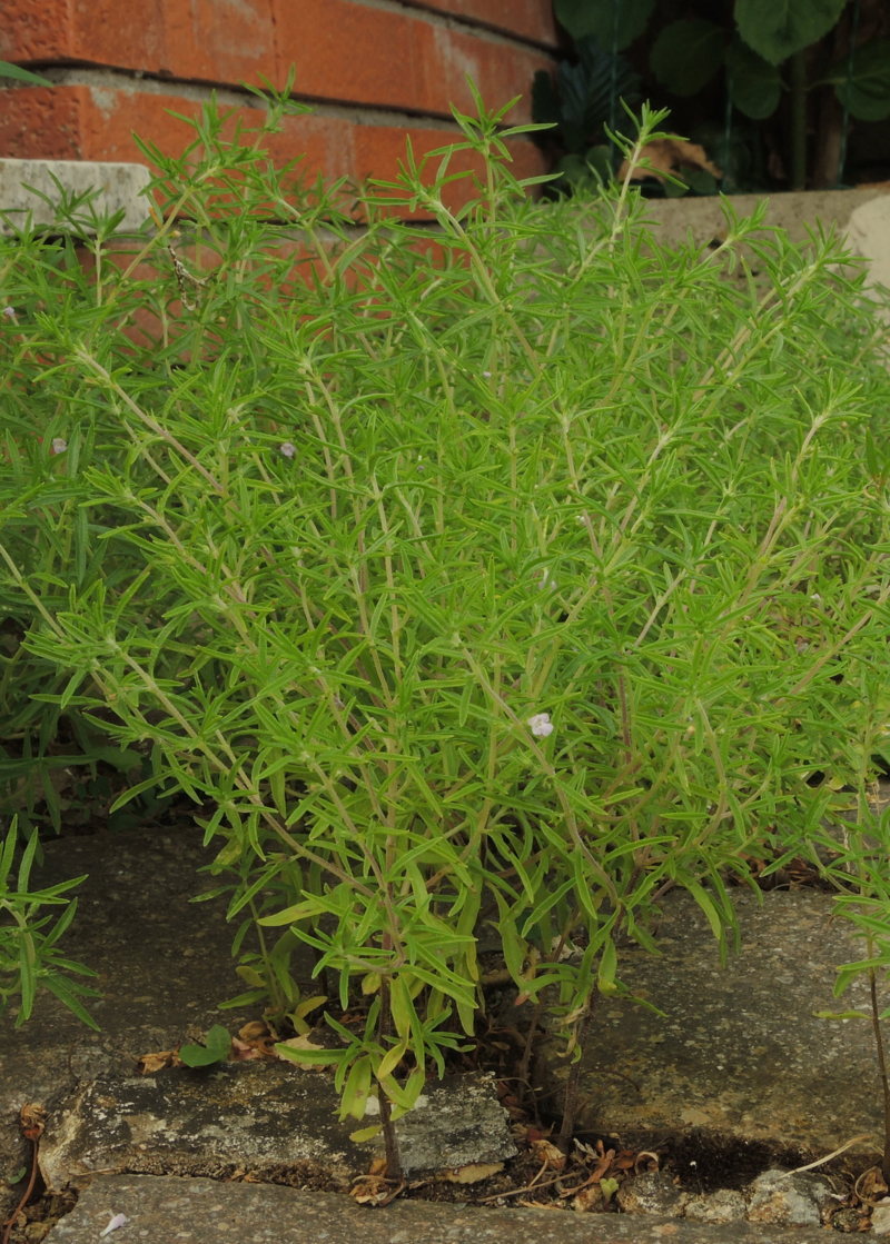 Satureya hortensis