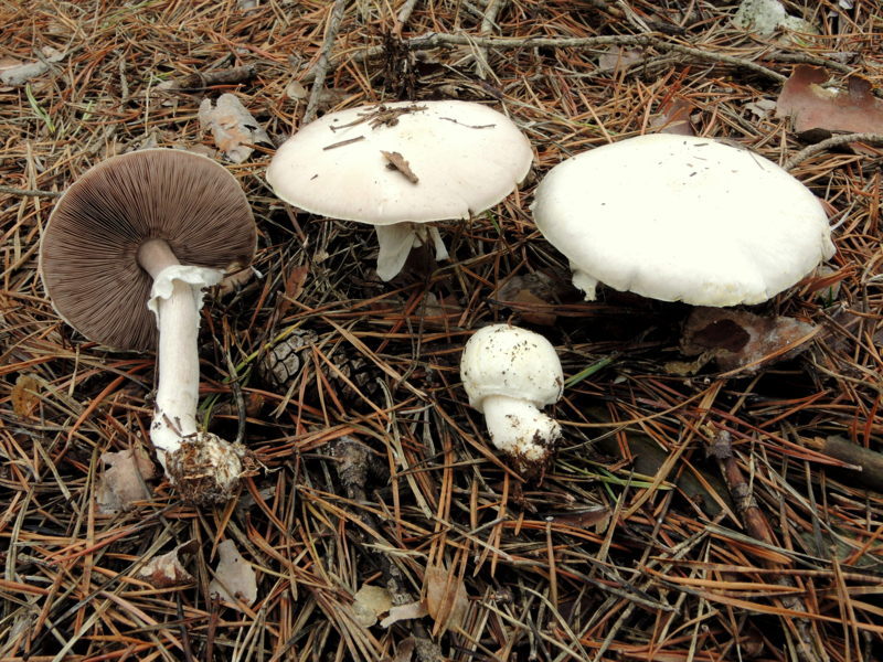 Agaricus essettei Bon = A. abruptibulbus (Peck) Kauffm.