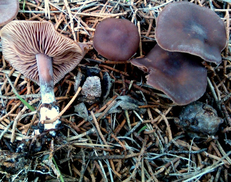 Gymnopus graveolens (Poirault ex Boud.) Antonin & Noordel.