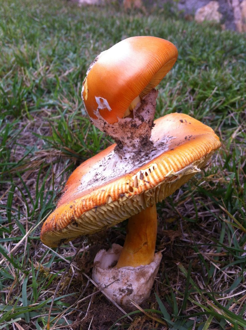 Amanita caesarea – buffo ma vero