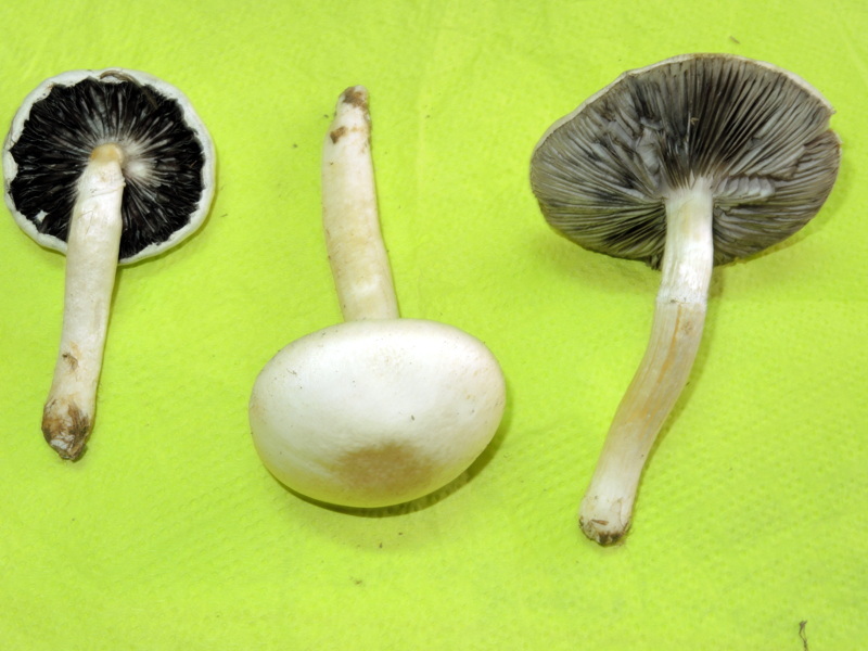 Psathyrella leucotephra (Berk.et Broome) P.D. Orton