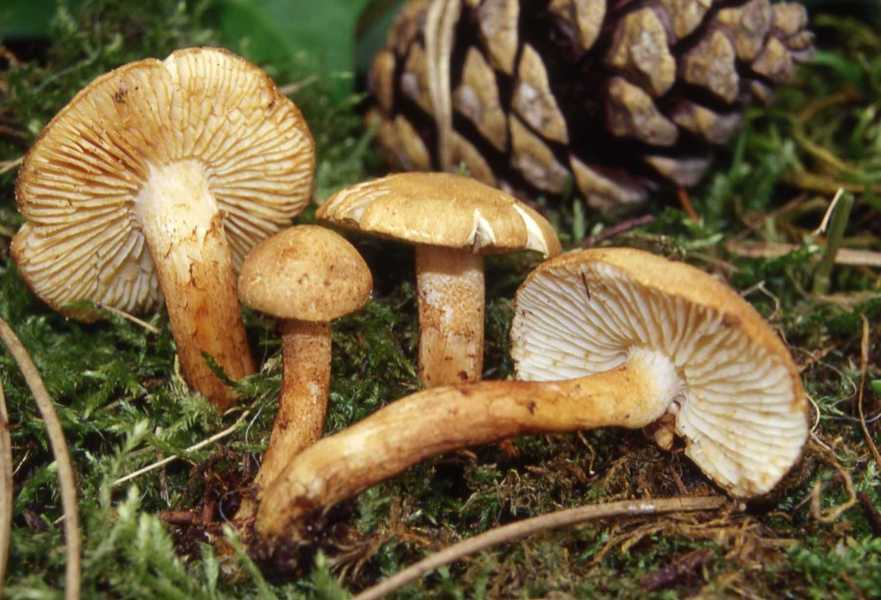 Tricholoma psammopus (Kalchbr.) Quél.