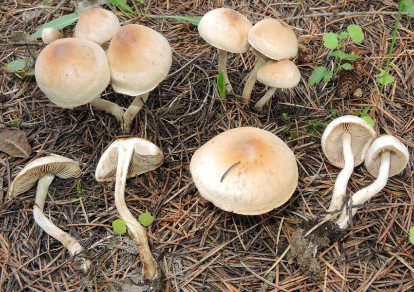 Hebeloma strophosum (Fr.) Sacc. 1887 = H.mesophaeum var.strophosum (Fr.) Quadr. 1984
