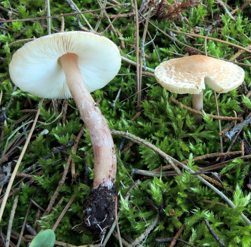 Lepiota subincarnata J.E.Lange = L. josserandii Bon & Boiffard