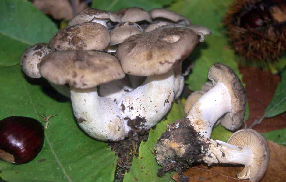 Lyophyllum aggregatum (Schaeff. ex Fr.) Kuhn.