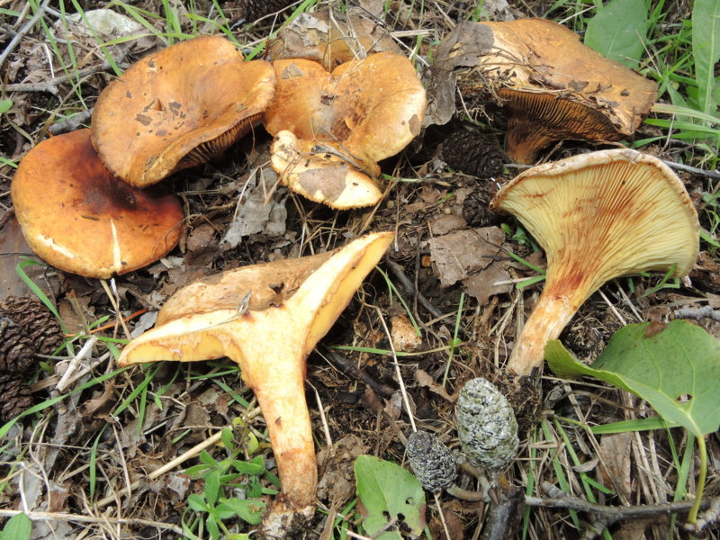 Paxillus rubicundulus P.D. Orton