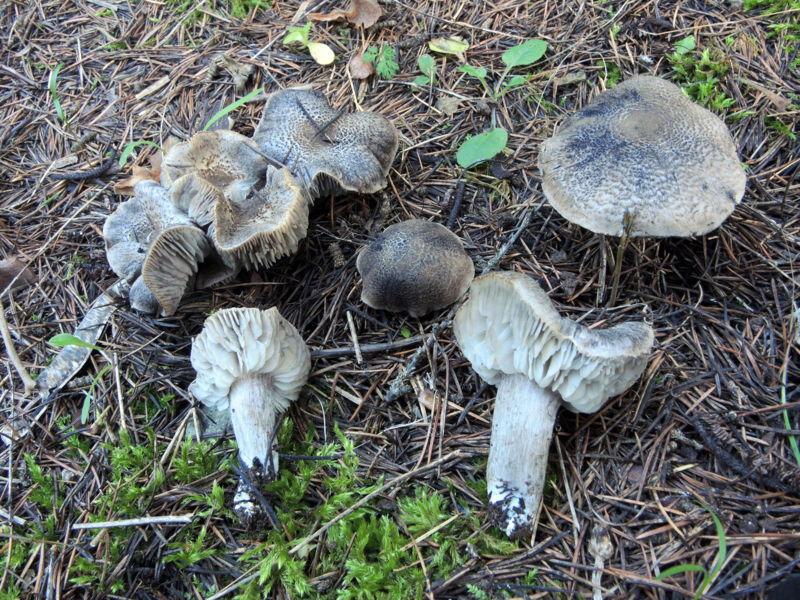 Tricholoma atrosquamosum (Chev.) Sacc,