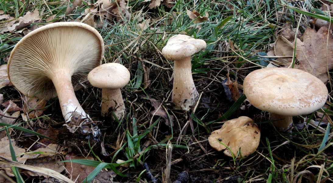 Clitocybe geotropa (Bull.) Quél. = Infundibulicybe geotropa (Bull.) Harmaja