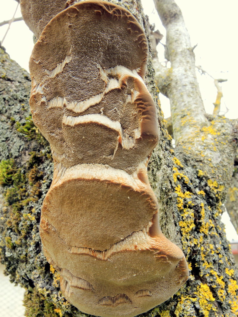 Phellinus pomaceus (Pers.) Maire