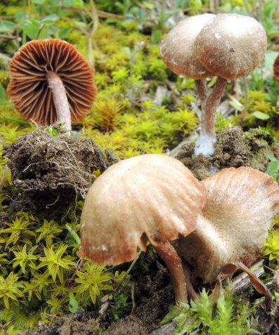 Tubaria furfuracea (Pers.) Gillet = Naucoria furfuracea (Pers.) P.Kumm