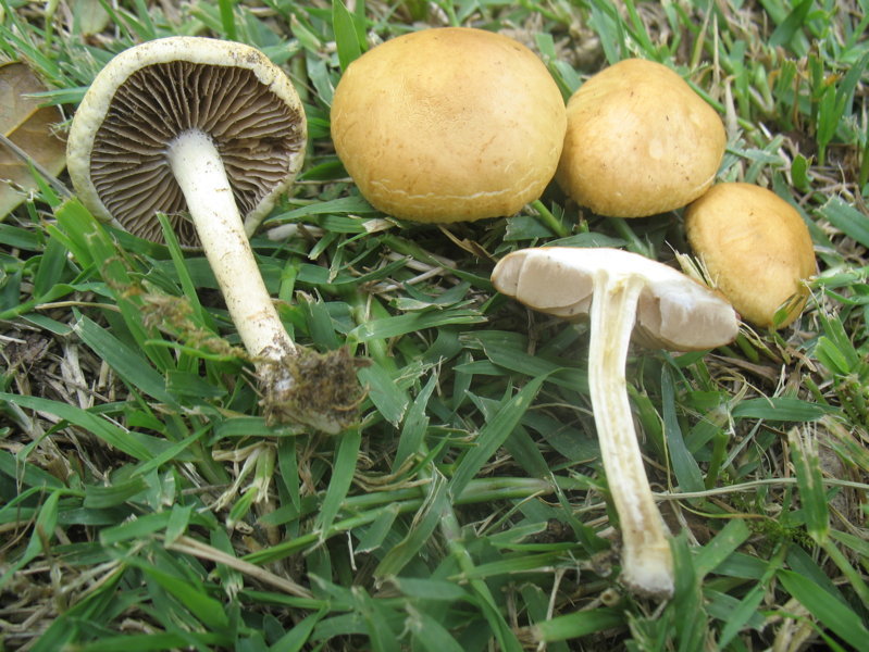 Agrocybe vervacti (Fr.) Singer