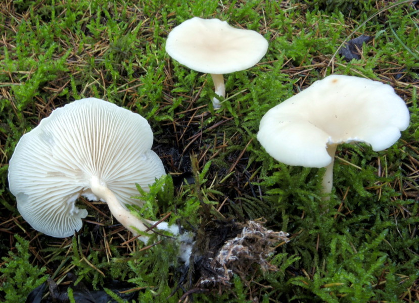 Clitocybe suaveolens (Schum.) P.Kumm.