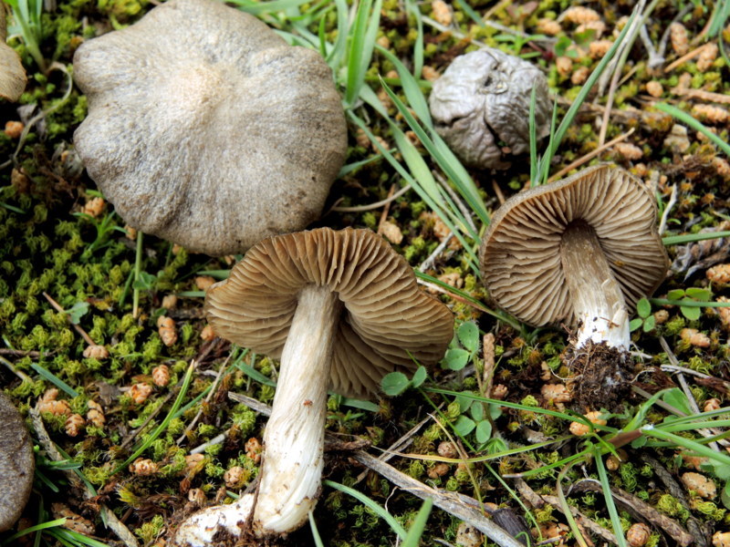 Entoloma saundersii (Fr.) Sacc.