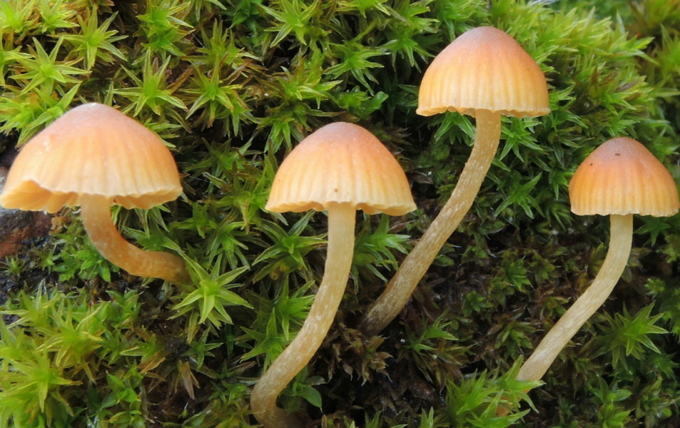 Galerina pumila (Pers.) M. Lange