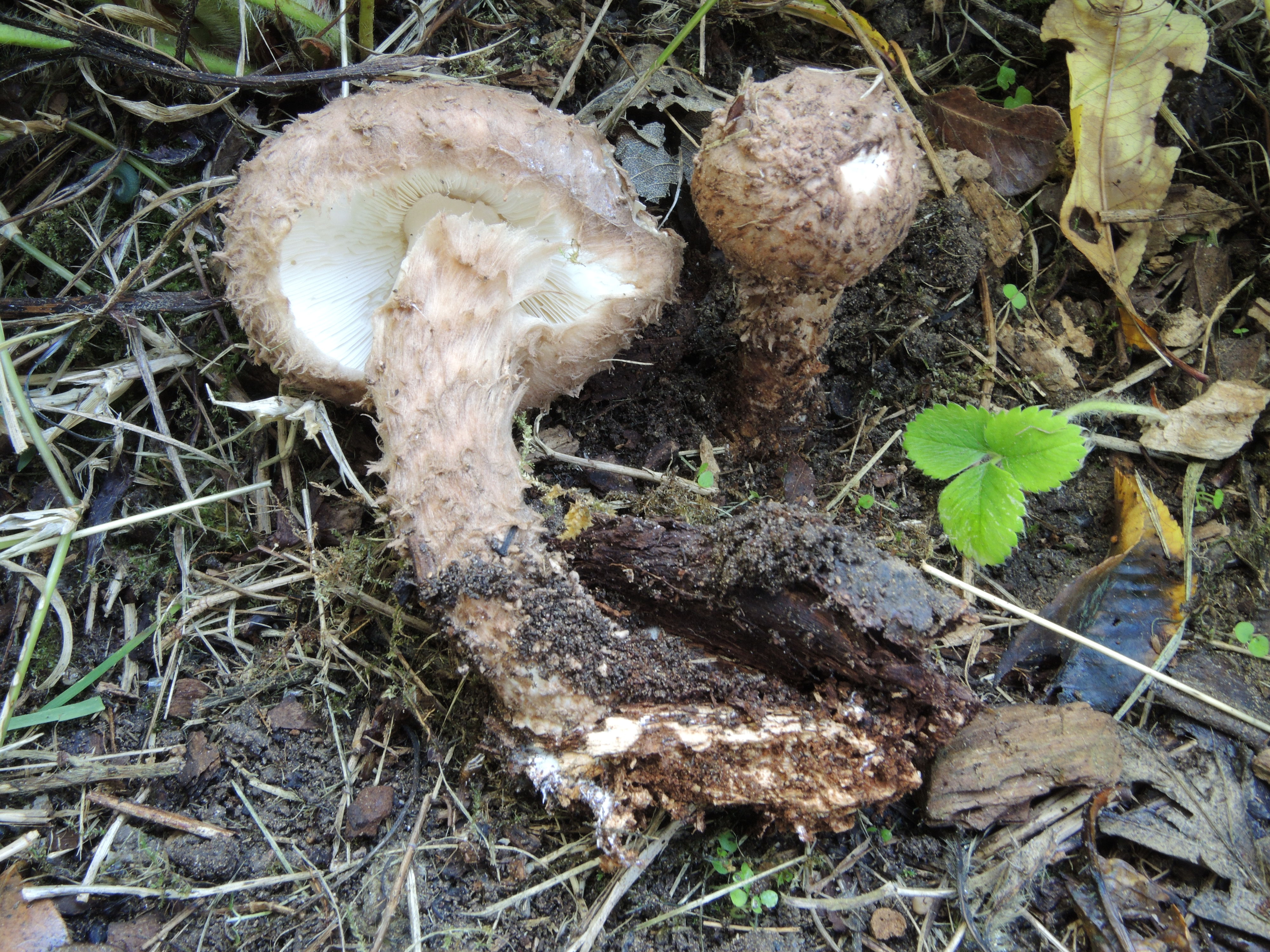 Lepiota calcicola Knudsen, Bot. Tidsskr