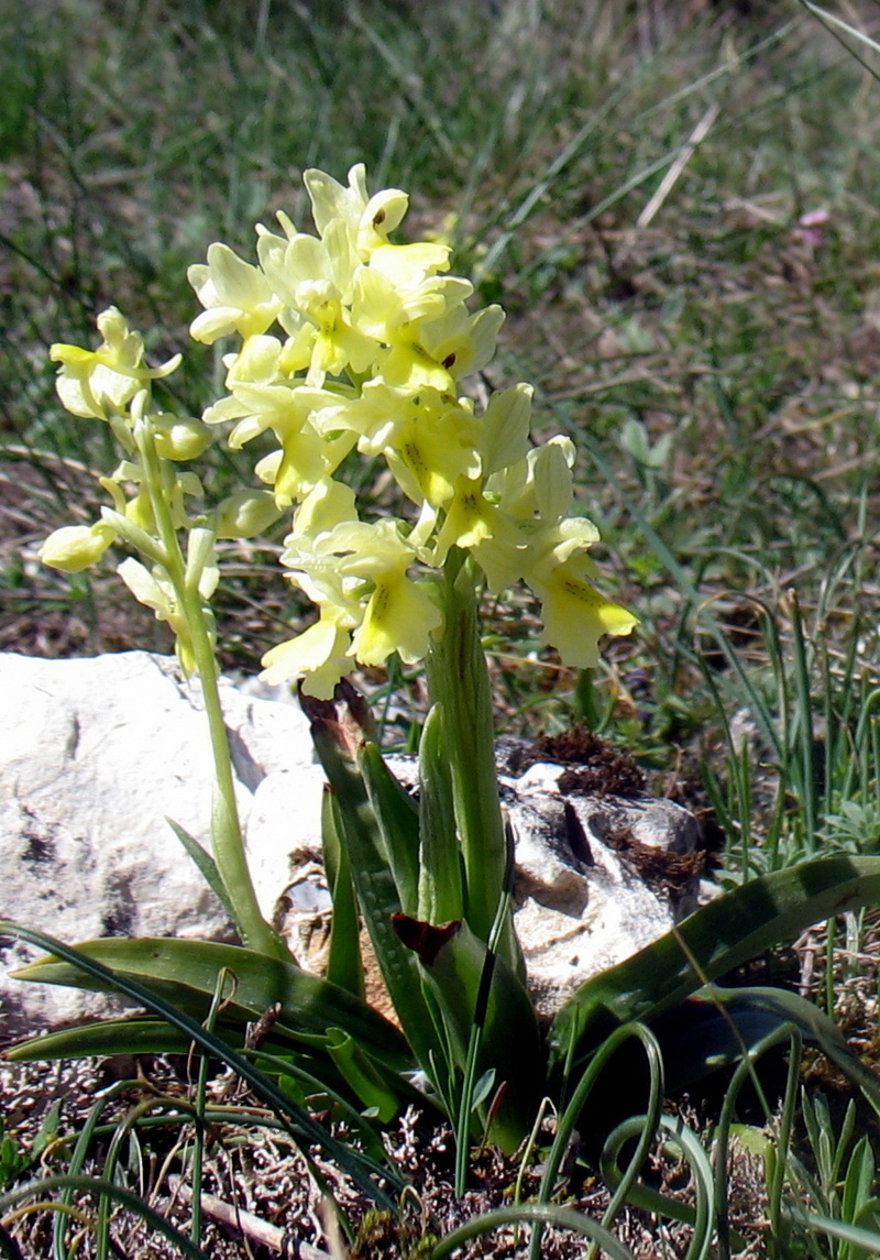 Orchis pauciflora