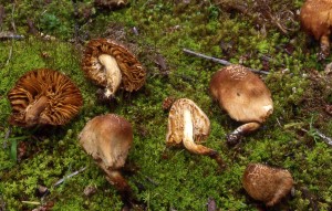 Setchiellogaster tenuipes
