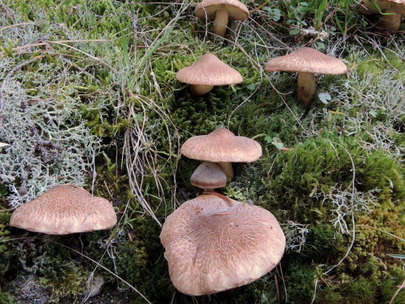 Tricholoma vaccinum (Schaeff.) P. Kumm
