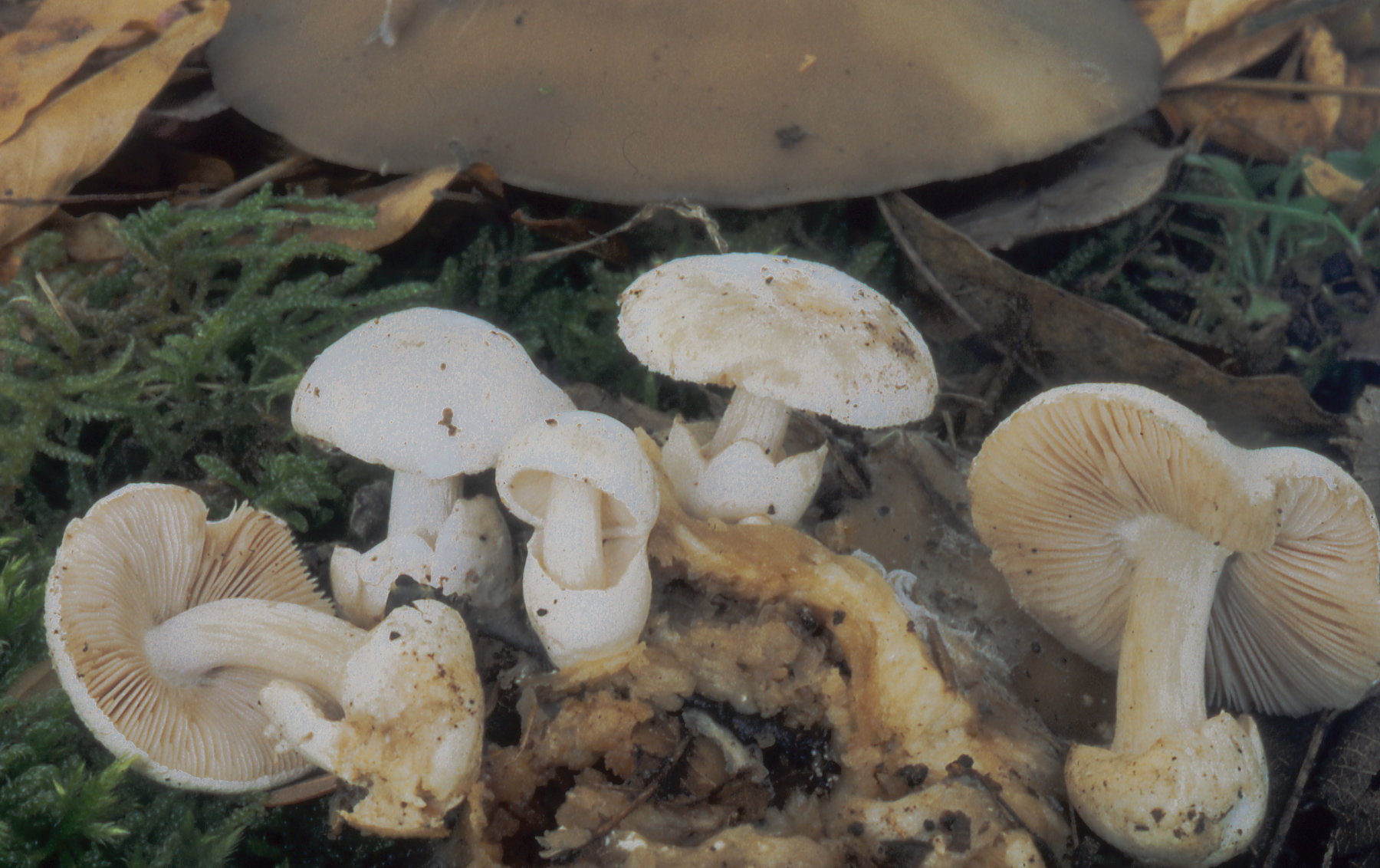Volvariella surrecta (Knapp) Singer (Volvaria loveiana) (Berk)