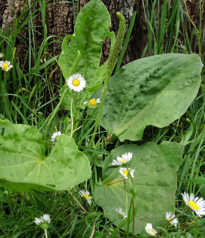 Plantago major