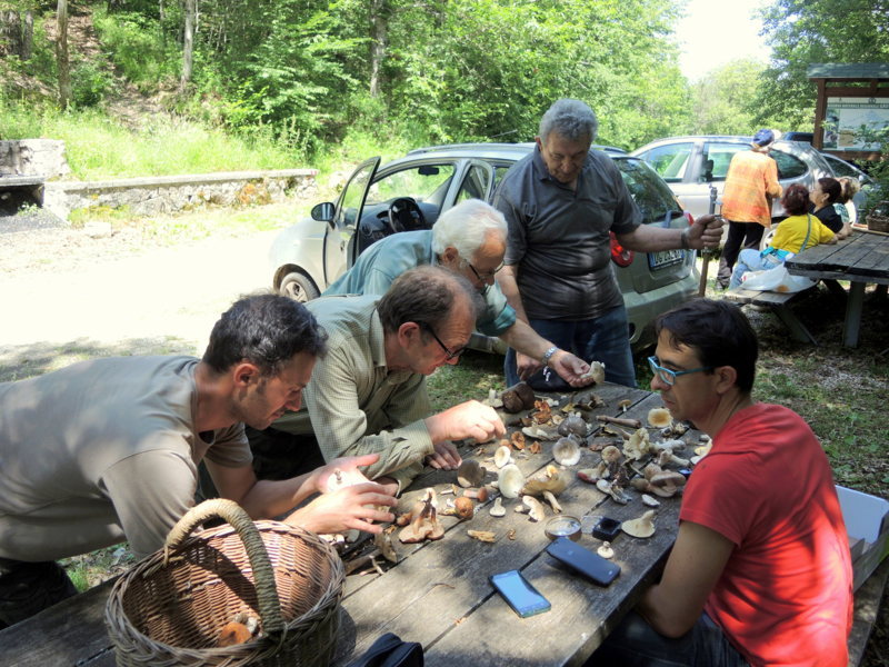 Giornata micologica in località Fonte della Rocca “Dolomiti D’Abruzzo” nel Comune di Sante Marie (Aq).