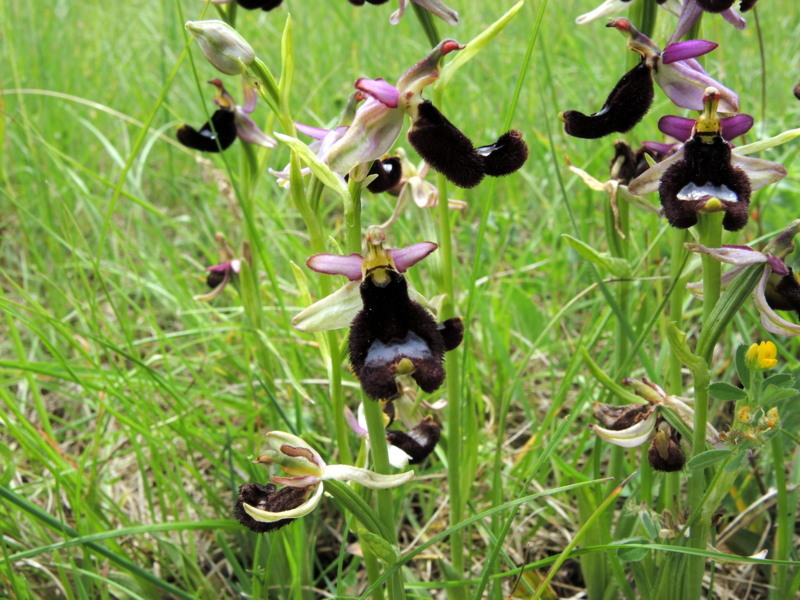 Ophrys bertolonii