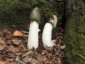 Phallus impudicus L.Pers. foto G.Curti (3)