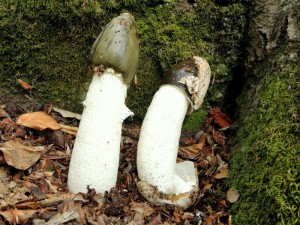 Phallus impudicus L.Pers. foto G.Curti (4)