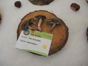 DSCN3719