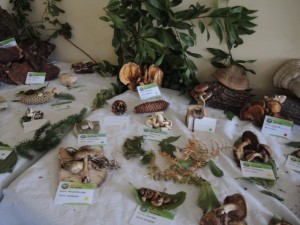 Mostra a Castelmenardo 28-29.10.2017 (10) (FILEminimizer)