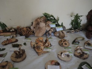 Mostra a Castelmenardo 28-29.10.2017 (12) (FILEminimizer)