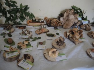 Mostra a Castelmenardo 28-29.10.2017 (13) (FILEminimizer)