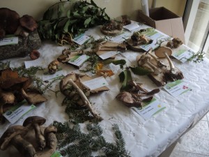 Mostra a Castelmenardo 28-29.10.2017 (16) (FILEminimizer)
