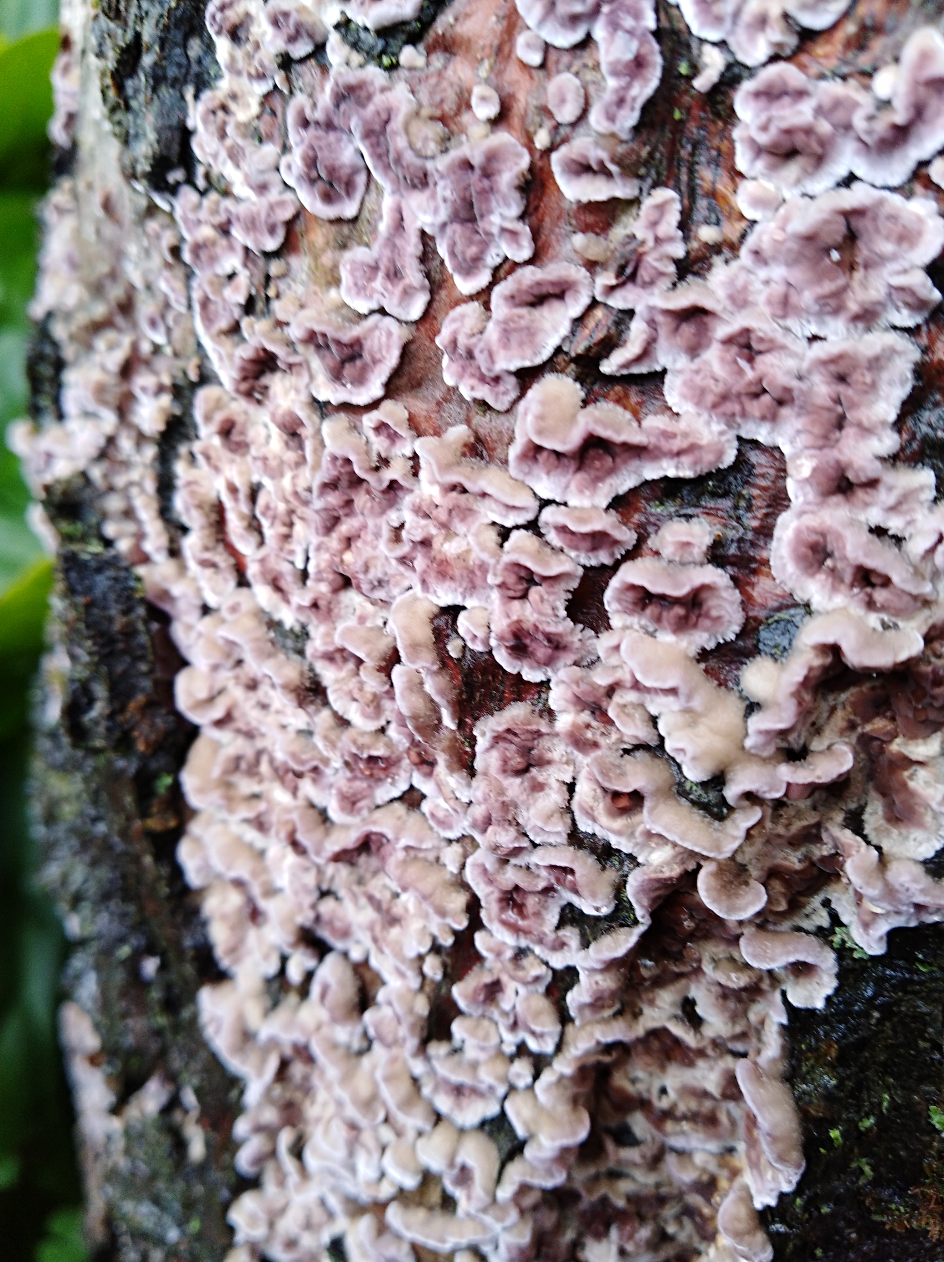 Chondrostereum purpureum (Pers.) Pouzar