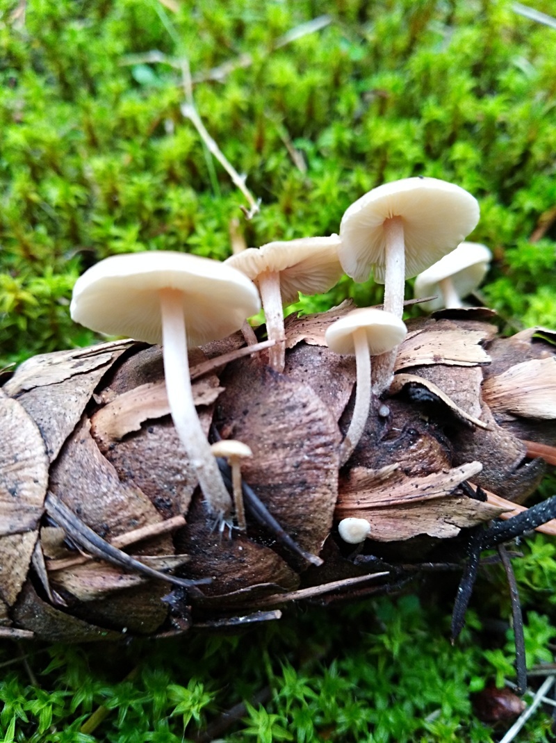 Baeospora myosura (Fr.) Singer