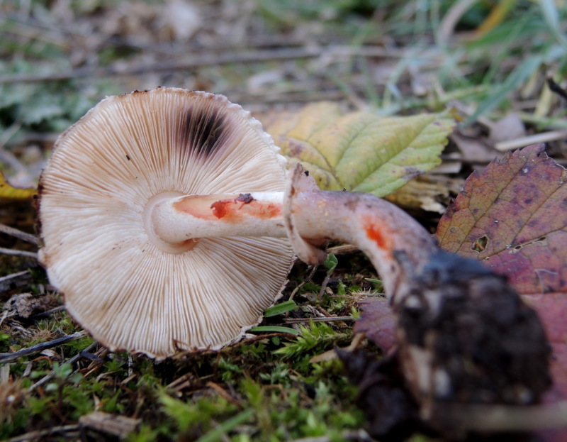 Leucoagaricus badhamii (Berk.et Broome) Singer = Leucocoprinus badhamii (Berk. et Broome) Moser