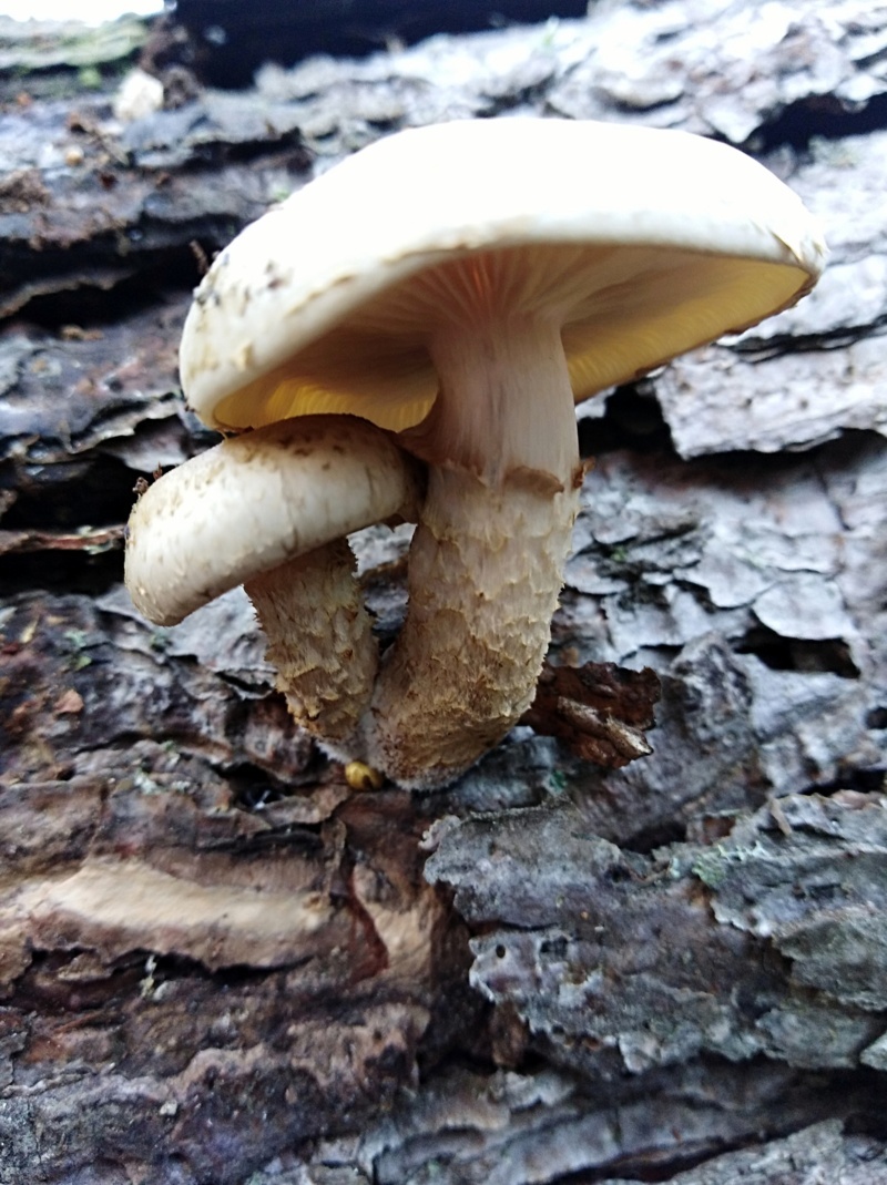 Pholiota aurivella (Batsch ex Fr.) Kummer
